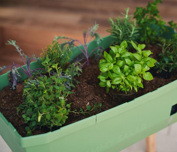 Gusta Garden Mini-Hochbeet Sammy Salad, inkl.