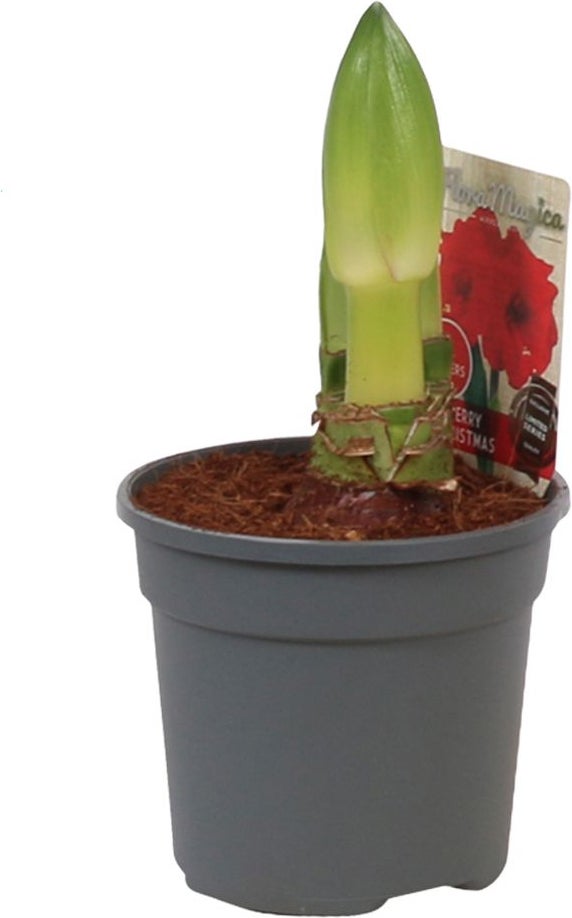 Amaryllis (Hippeastrum 'Merry Christmas') D 13 H 25 cm