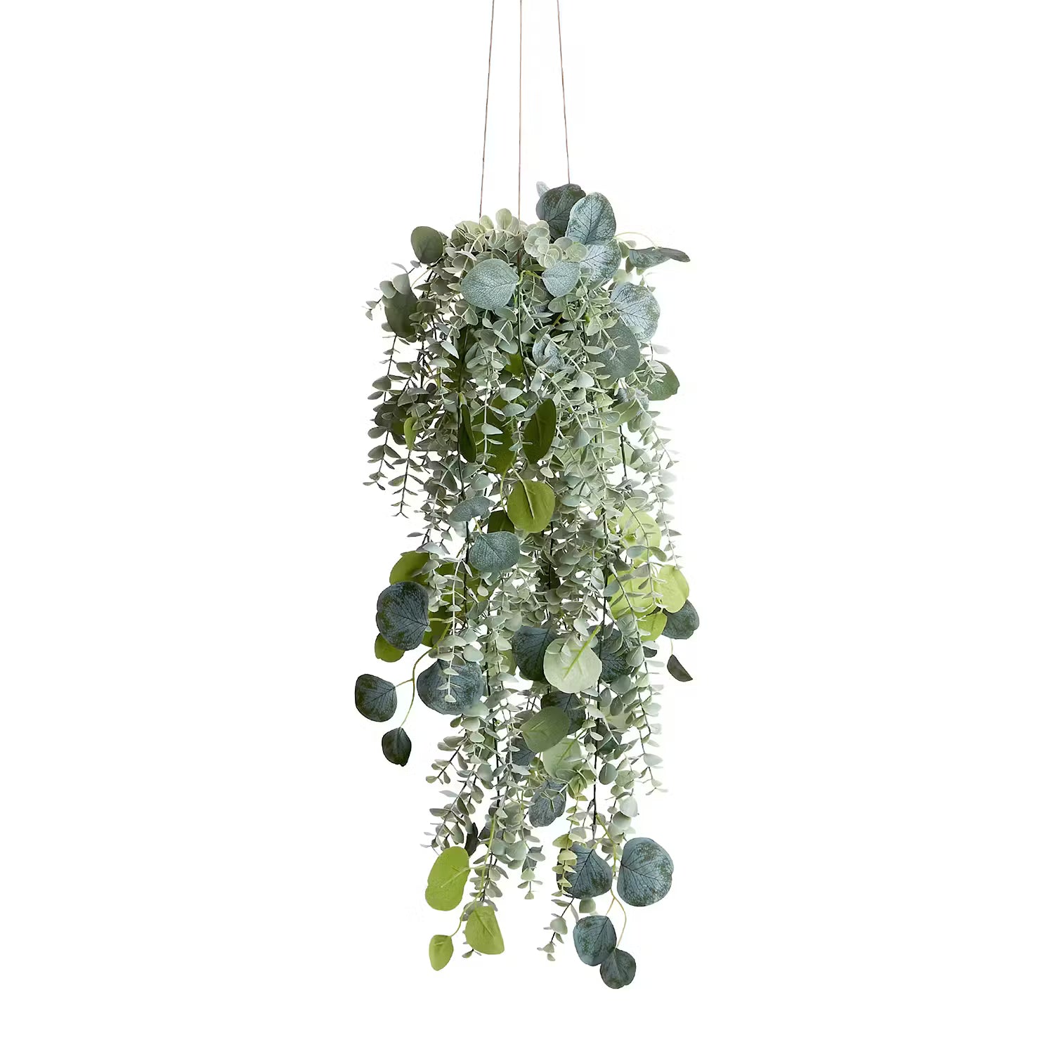 FLORISTA Hängepflanze Eukalyptus 6er-Set