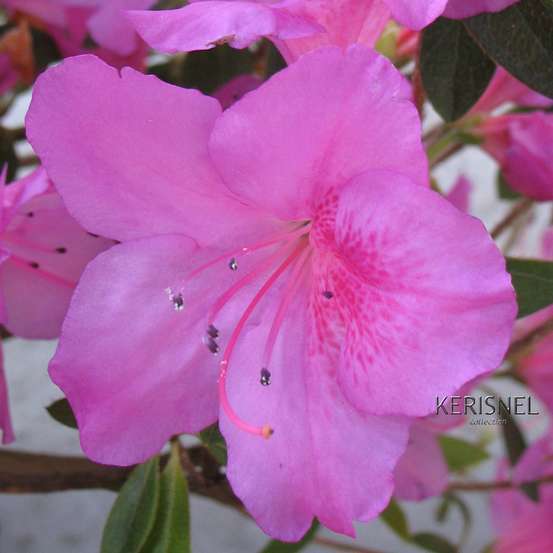 Azalea japonica ' Chelsoni': 5 litres (lilas)