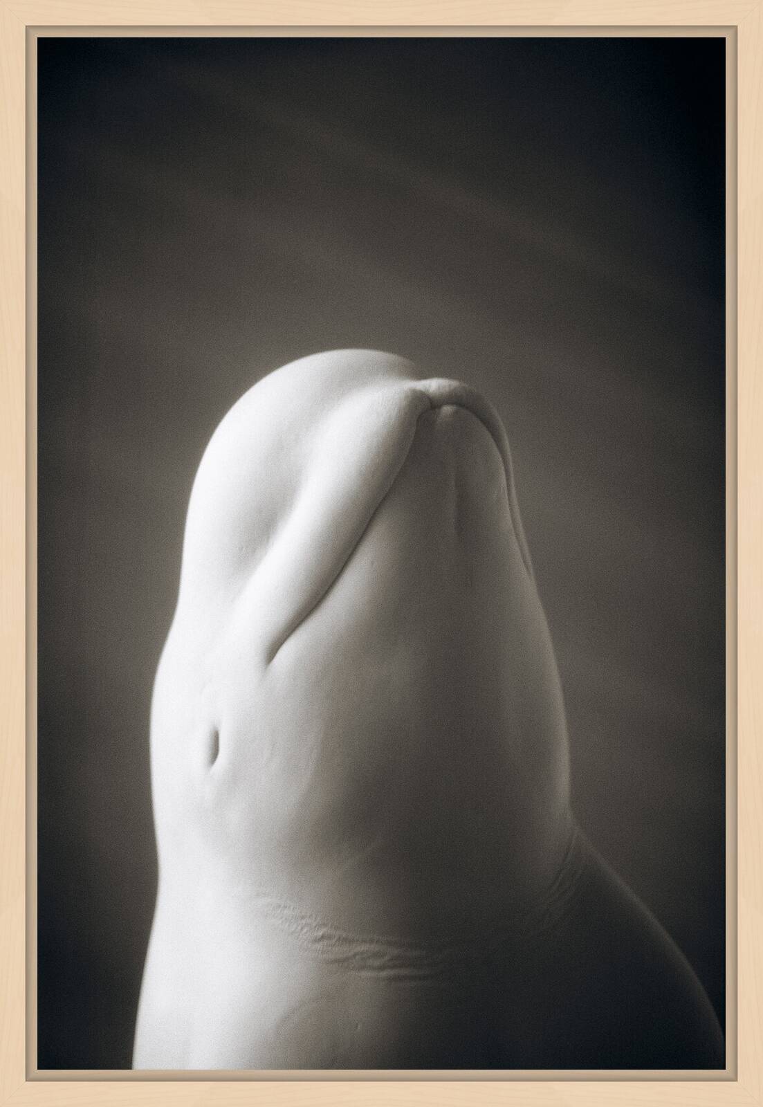Beluga Whale by Henry Horenstein - Open Edition.