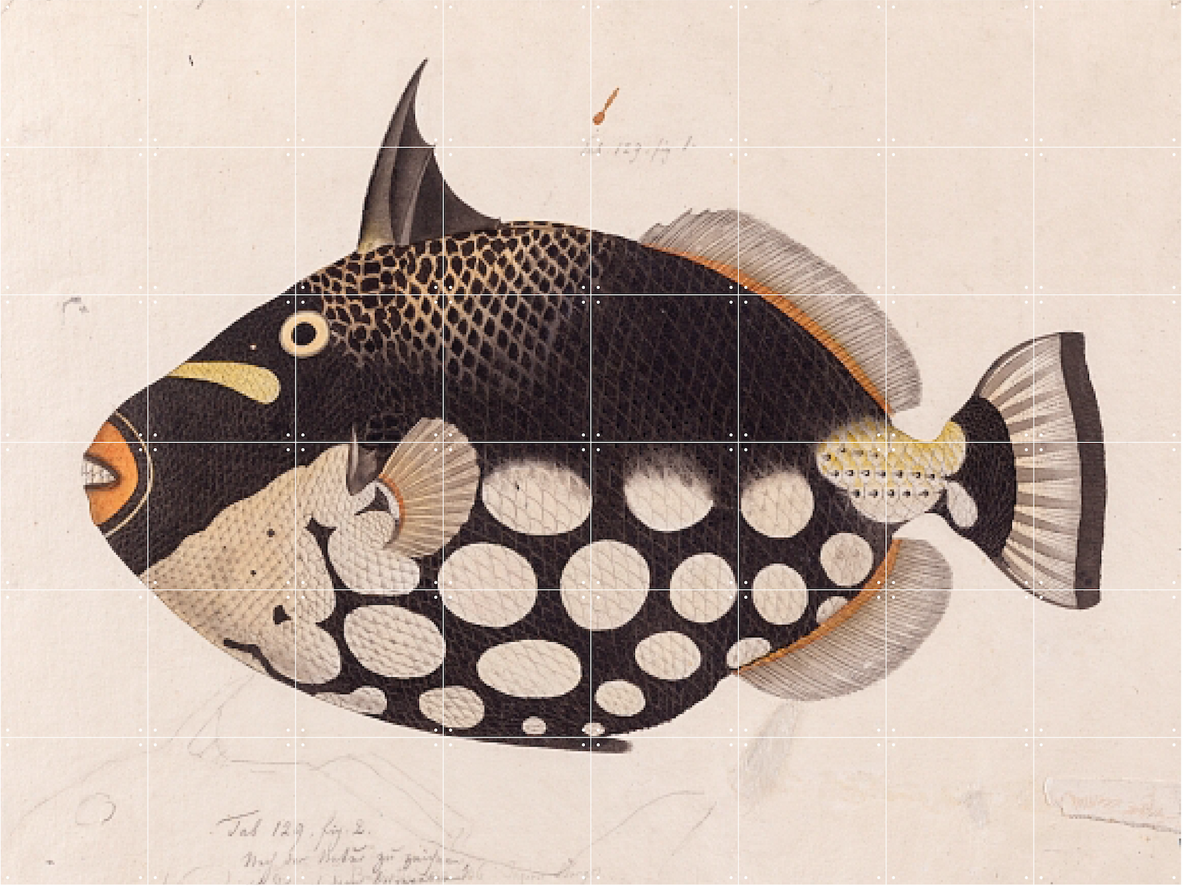 IXXI Black Fish 160 x 120 cm