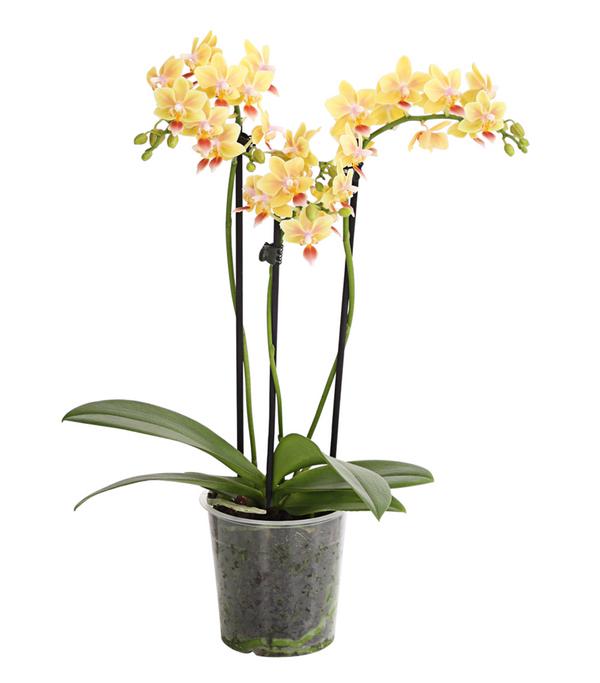 Duft-Orchidee - Phalaenopsis-Hybride 'Flacon