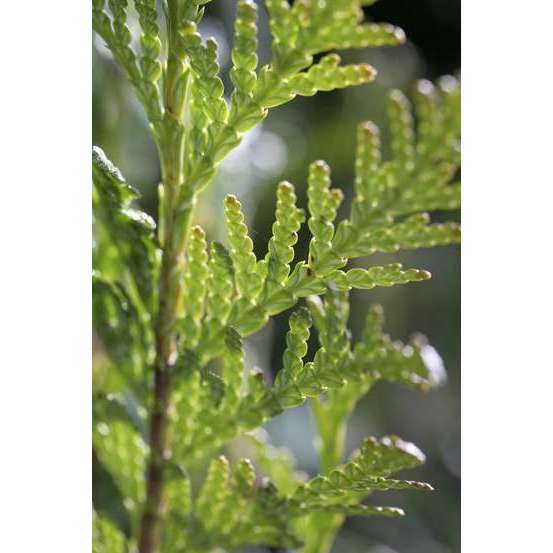 Thuya plicata Atrovirens, H : 100/125 cm, ctr 5L