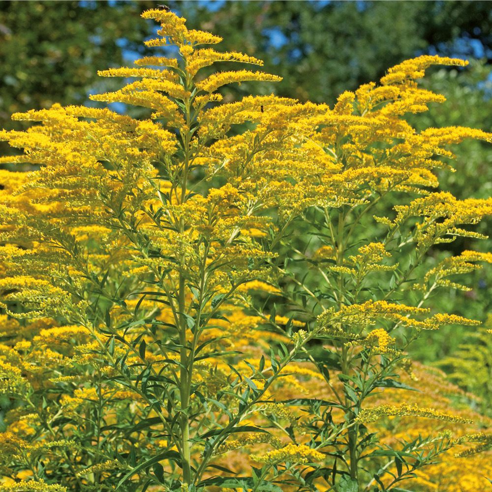 SOLIDAGO HEVERT® COMPLEX Tropfen