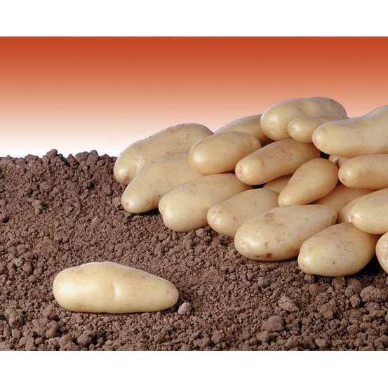 Plants de pommes de terre 'La délicatesse' Bio en clayette x60