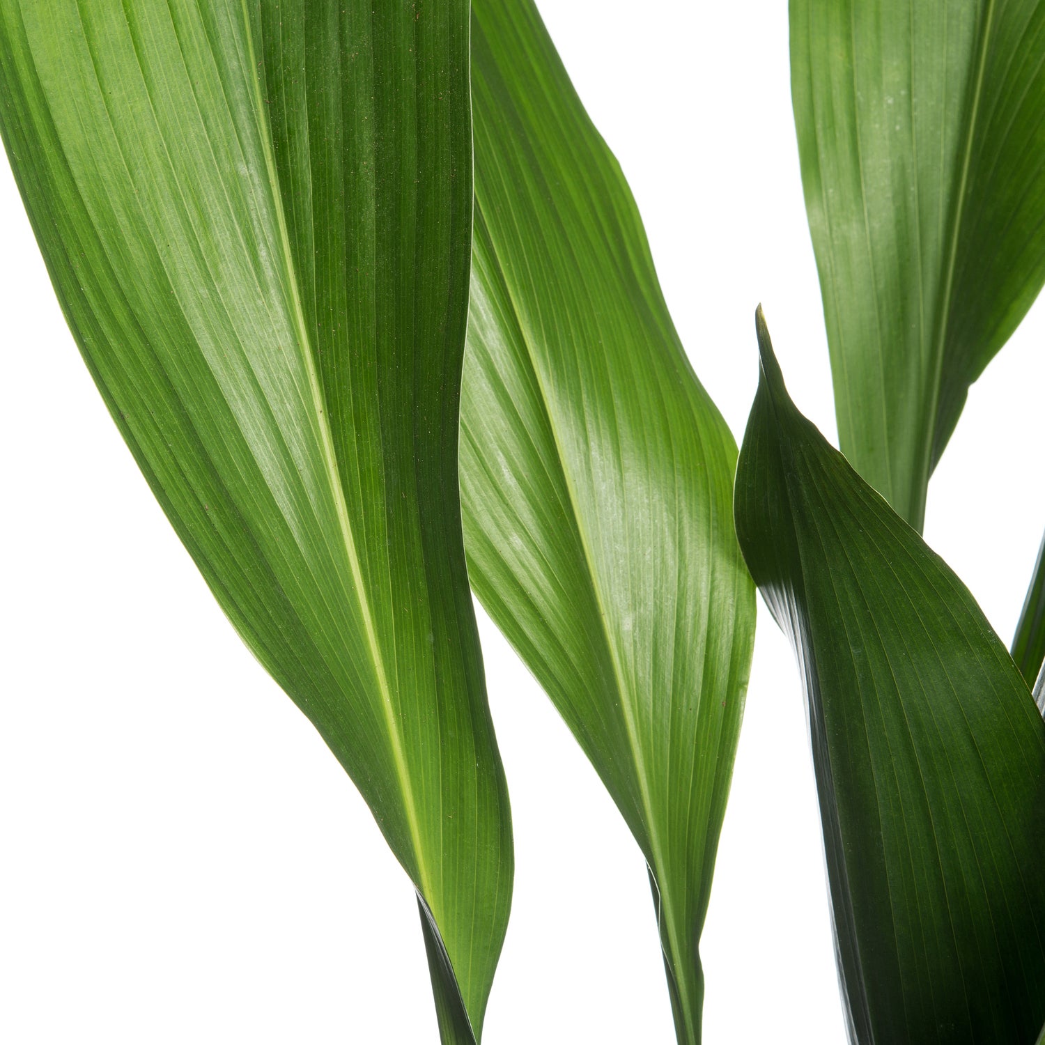 Kwartjesplant (Aspidistra elatior) D 21 H 100 cm
