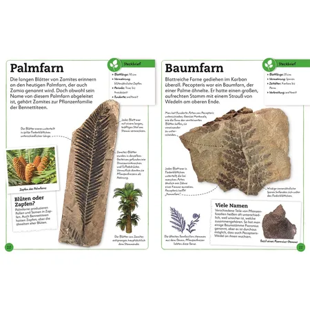DK Verlag Fossilien