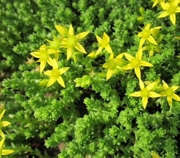 Bio Gold-Mauerpfeffer 'Aureum'