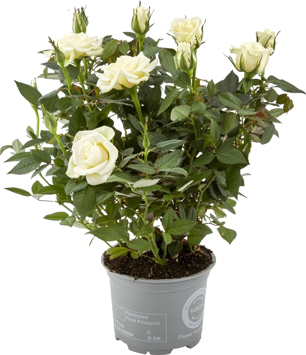 Rosa Forever White 12 cm Potterose Høyde 32 cm