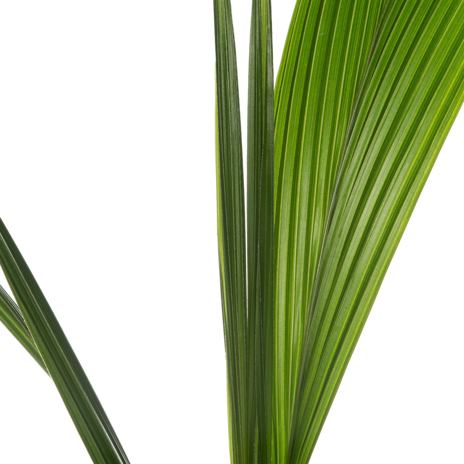 Kokospalm (Cocos nucifera) D 19 H 120 cm