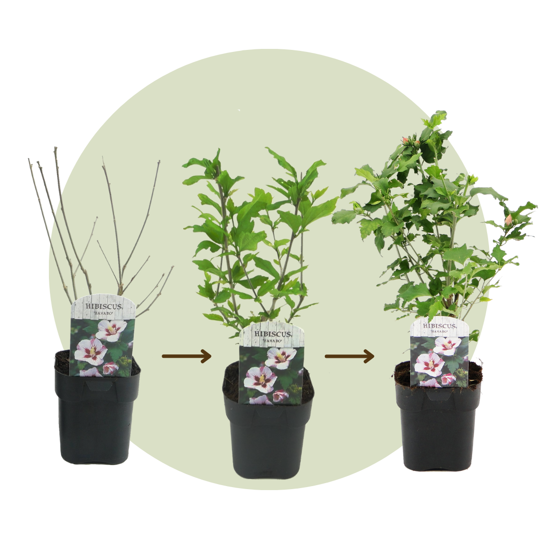 Hibiscus syriacus - 'hamabo' - lot de 2 - pot 17cm - hauteur 25-40cm