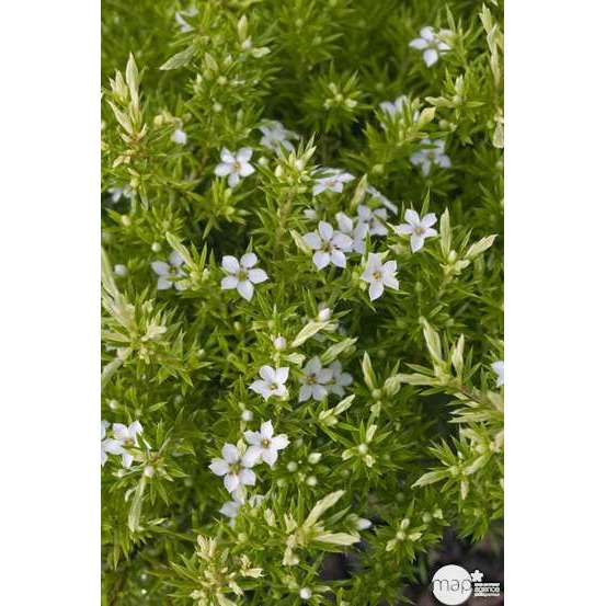 Diosma : conteneur 3 litres Deco