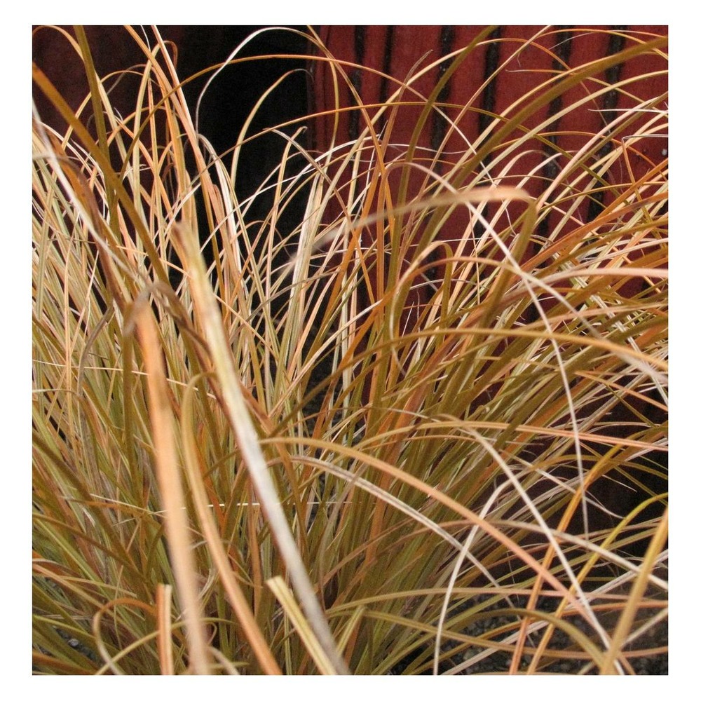 Laîche testacea prairie fire/carex testacea prairie fire[-]pot de 3l - 20/40 cm