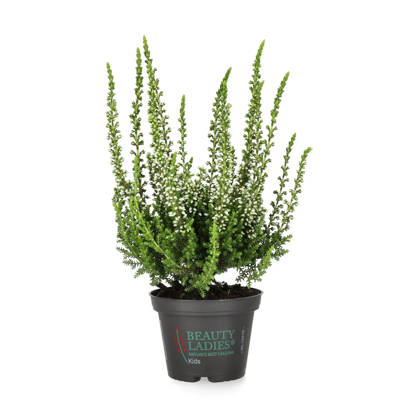 Calluna vulgaris Røsslyng Ø6 cm