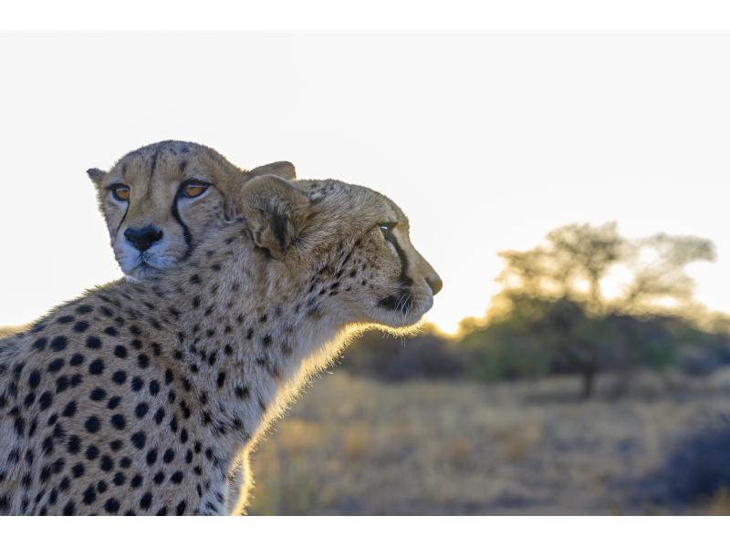 Nikon Zoomobjektiv Z 70-200mm F/2.8 S VR Nikon Z Professionelles Telezoomobjektiv für jede Witterung
