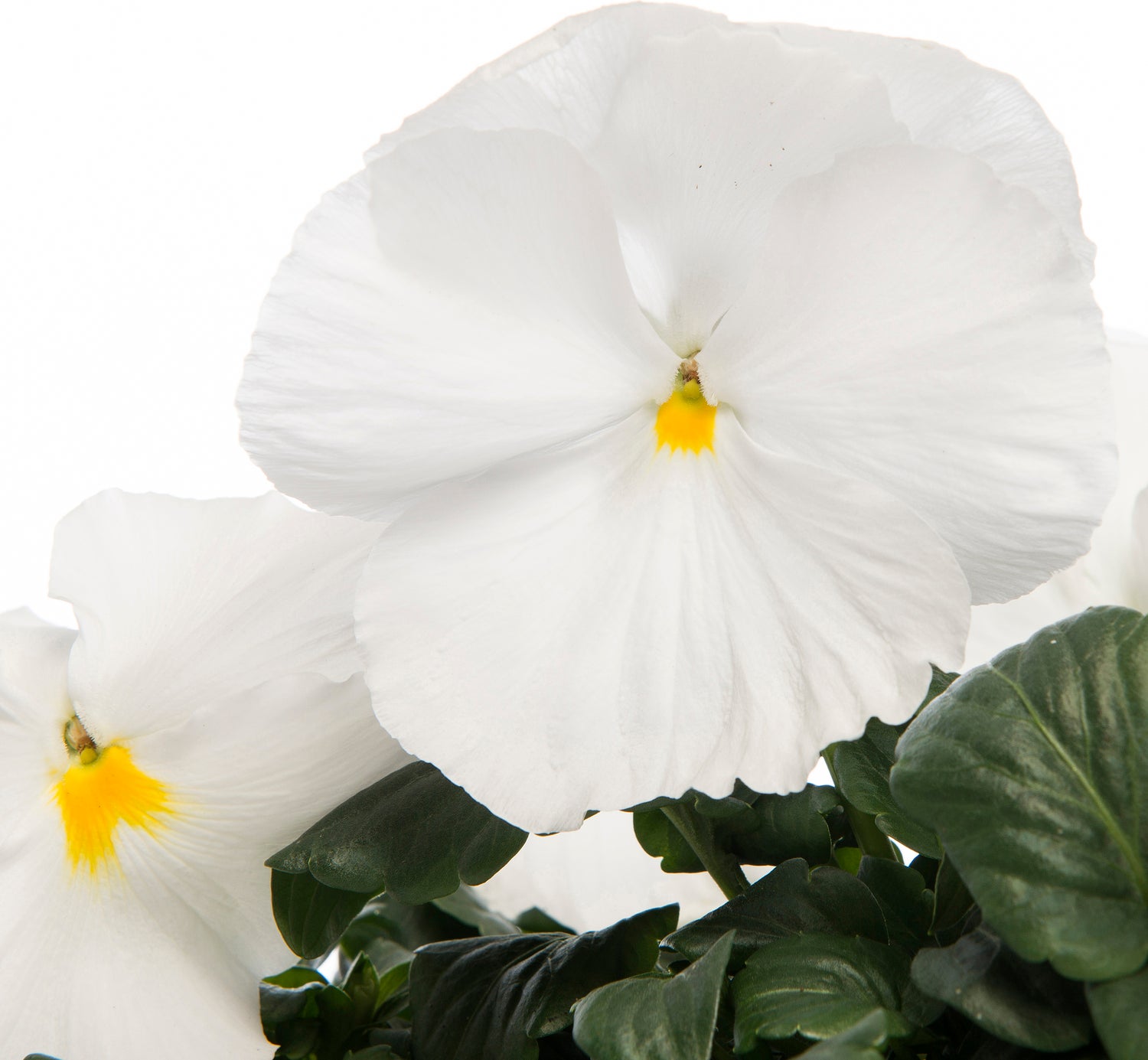 Viooltje (Viola F1) sixpack wit D 9 H 10 cm