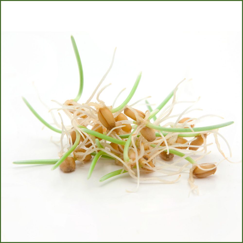 Fermentura® Spermidin