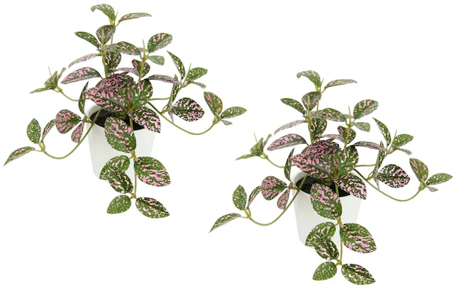 I.GE.A. Kunstpflanze »Künstliche Zimmerpflanze mini Aucuba im Topf  Pflanze« Seidenblumen Hängepflanzen rankende Blattpflanze hängend Grünpflanzen