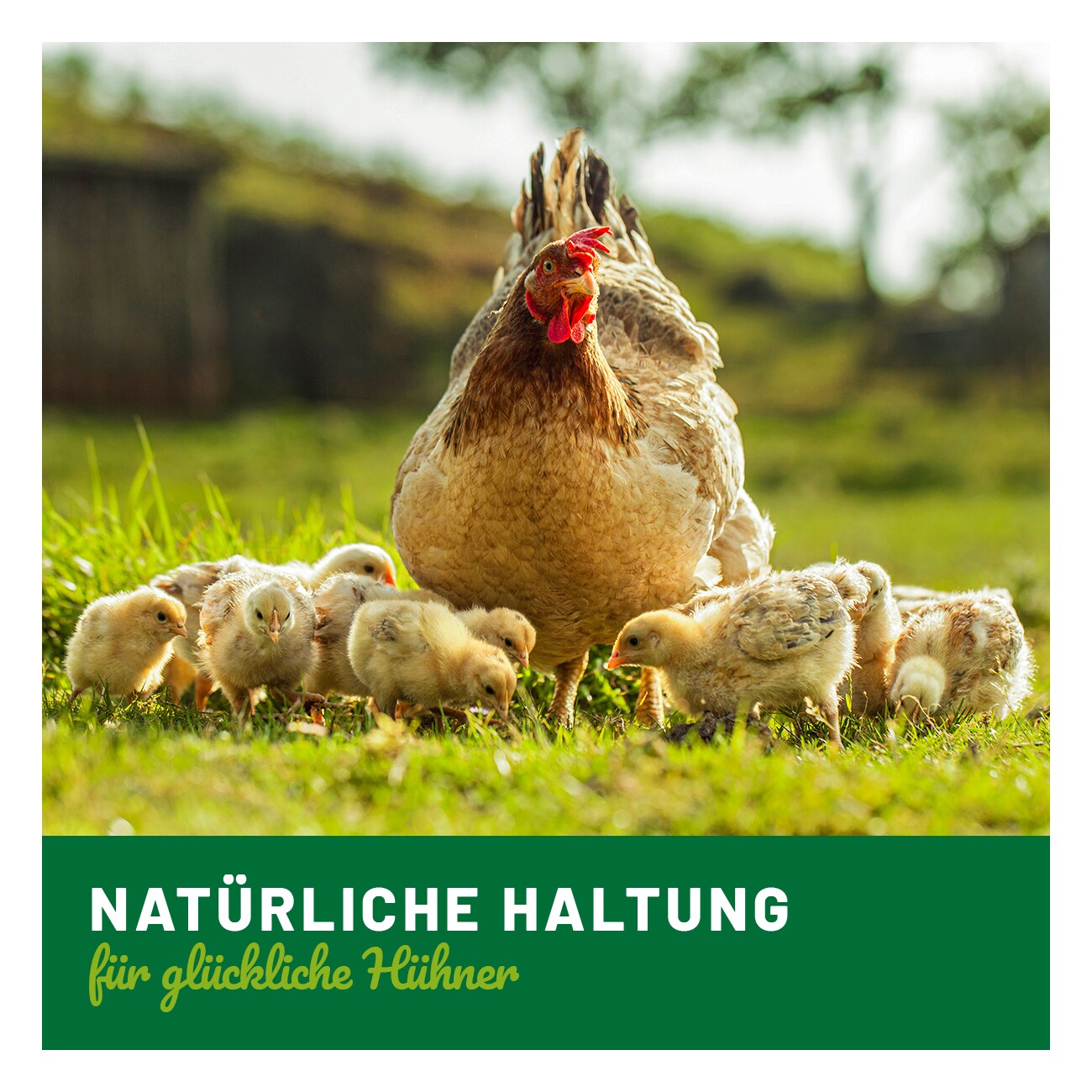 HÜHNER Land Milben Spezialfutter 10kg