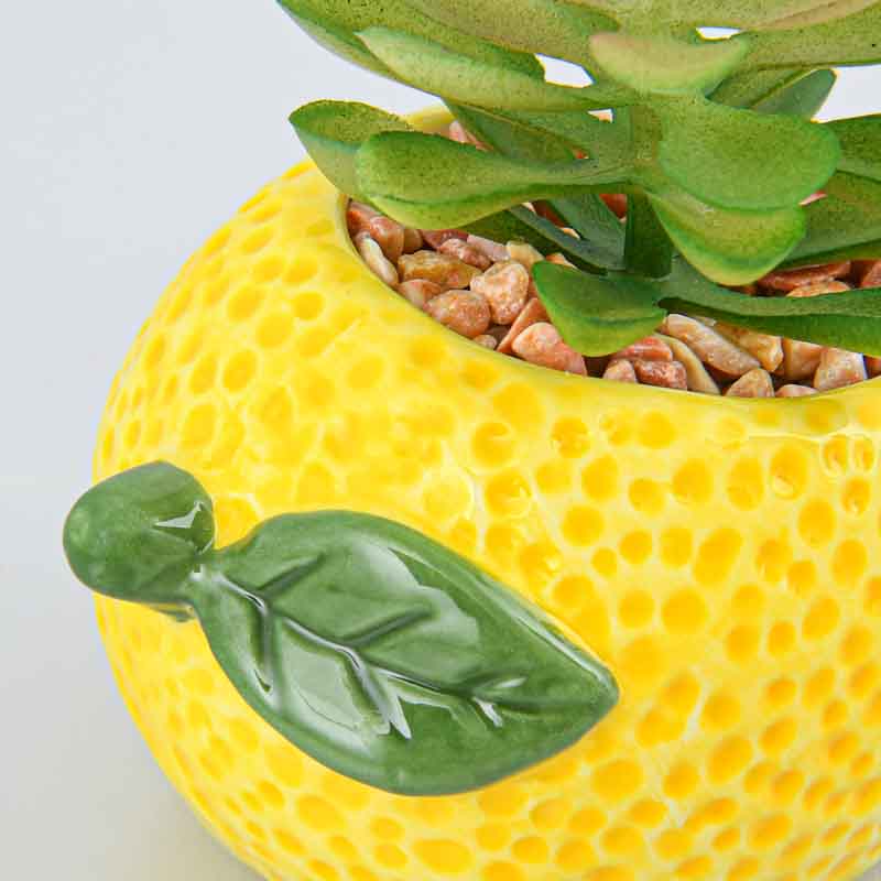 Plante grasse lemon style