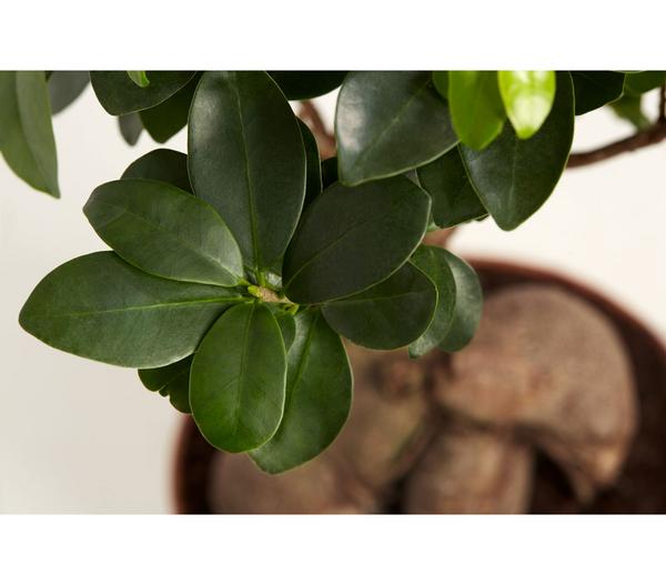 Chinesische Feige - Ficus microcarpa 'Ginseng'