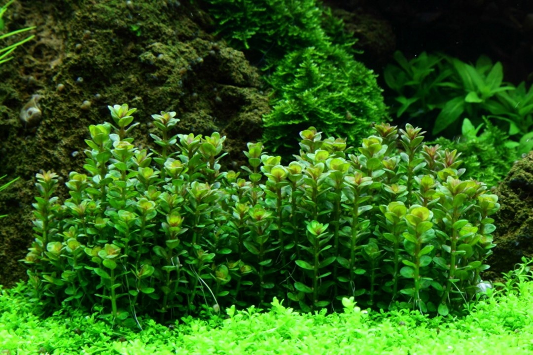 Waterplant Rotala Indica Bonsai