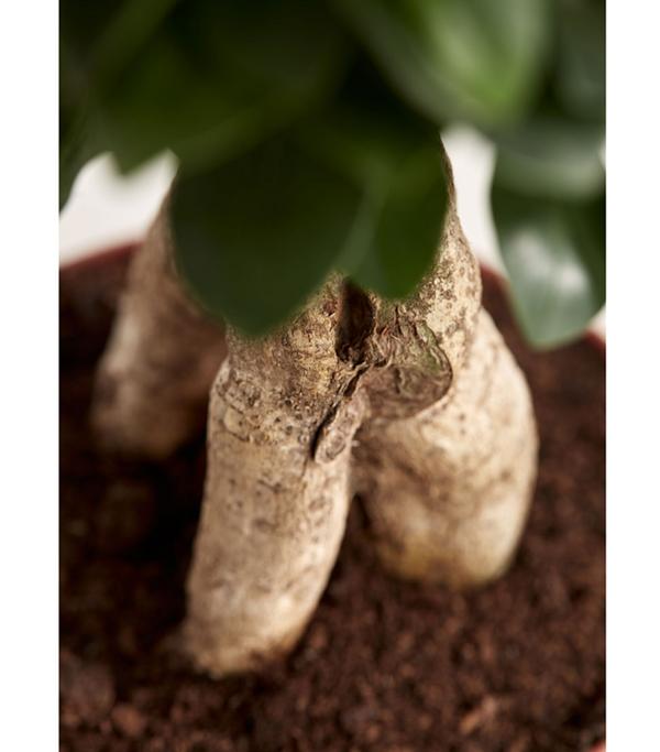 Chinesische Feige - Ficus microcarpa 'Ginseng'