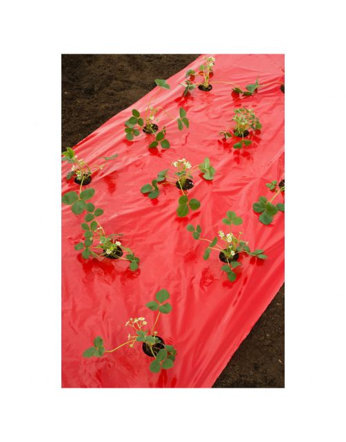 Nature Kweekfolie Aardbei - Groeifolie Gronddoek - 0.95x5 m Anti-Uv