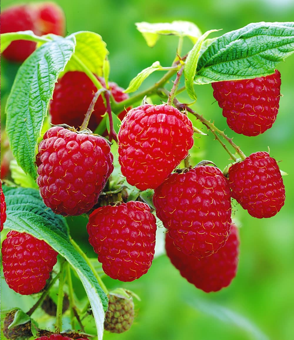 Himbeeren-Kollektion