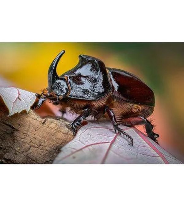 Laowa 100mm F/2.8 Tilt-Shift 1X Macro – Canon RF Tilt-Shift-Makroobjektiv für eine spiegellose Vollformatkamera