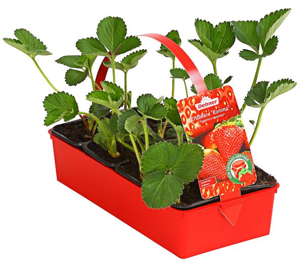 Erdbeere 'Korona'