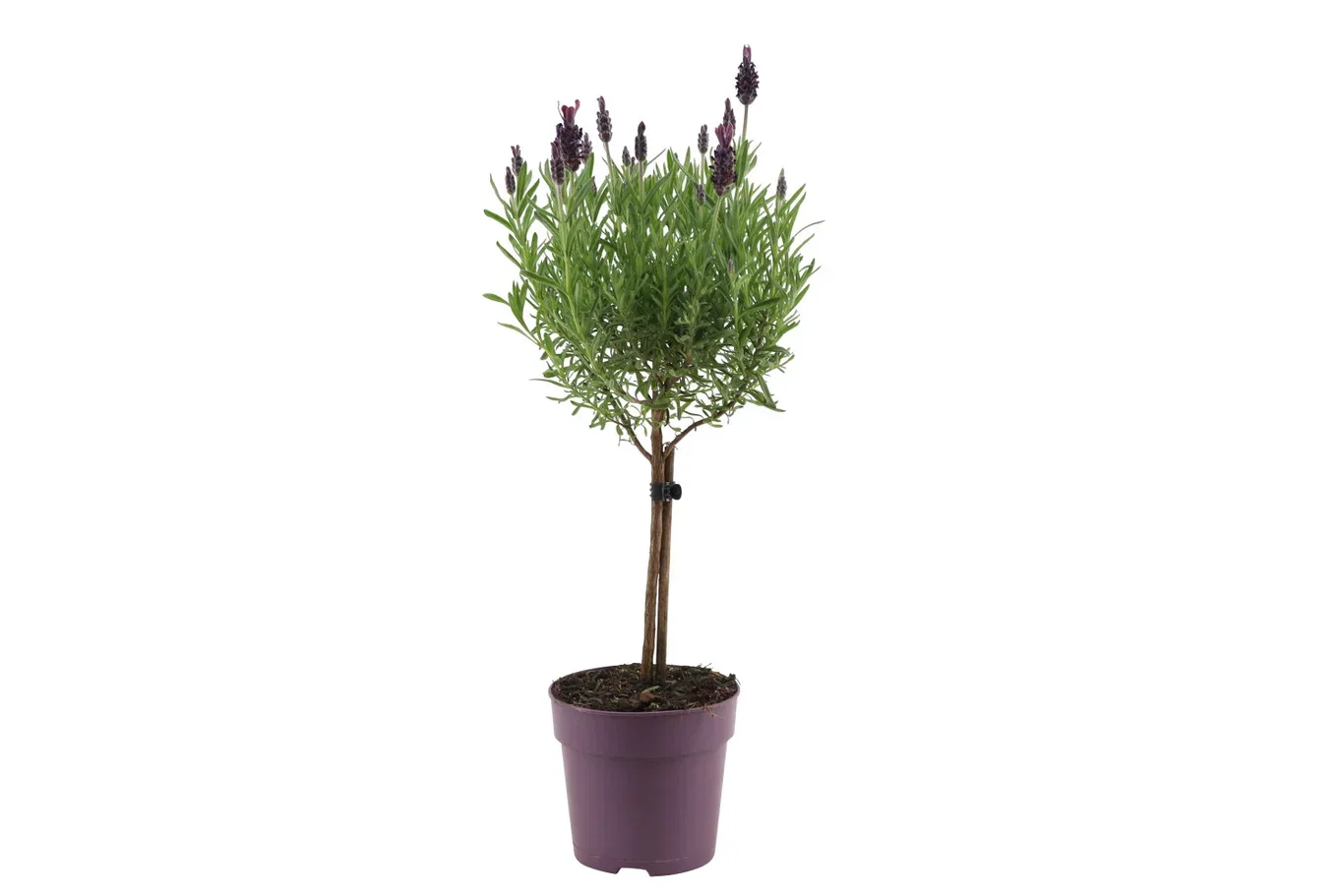 Lavandula stoechas Sommerfugllavendel oppstammet Ø12 cm