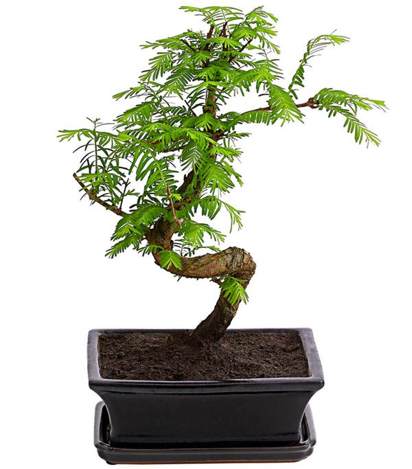 Outdoor-Bonsai Urweltmammutbaum - Metasequoia