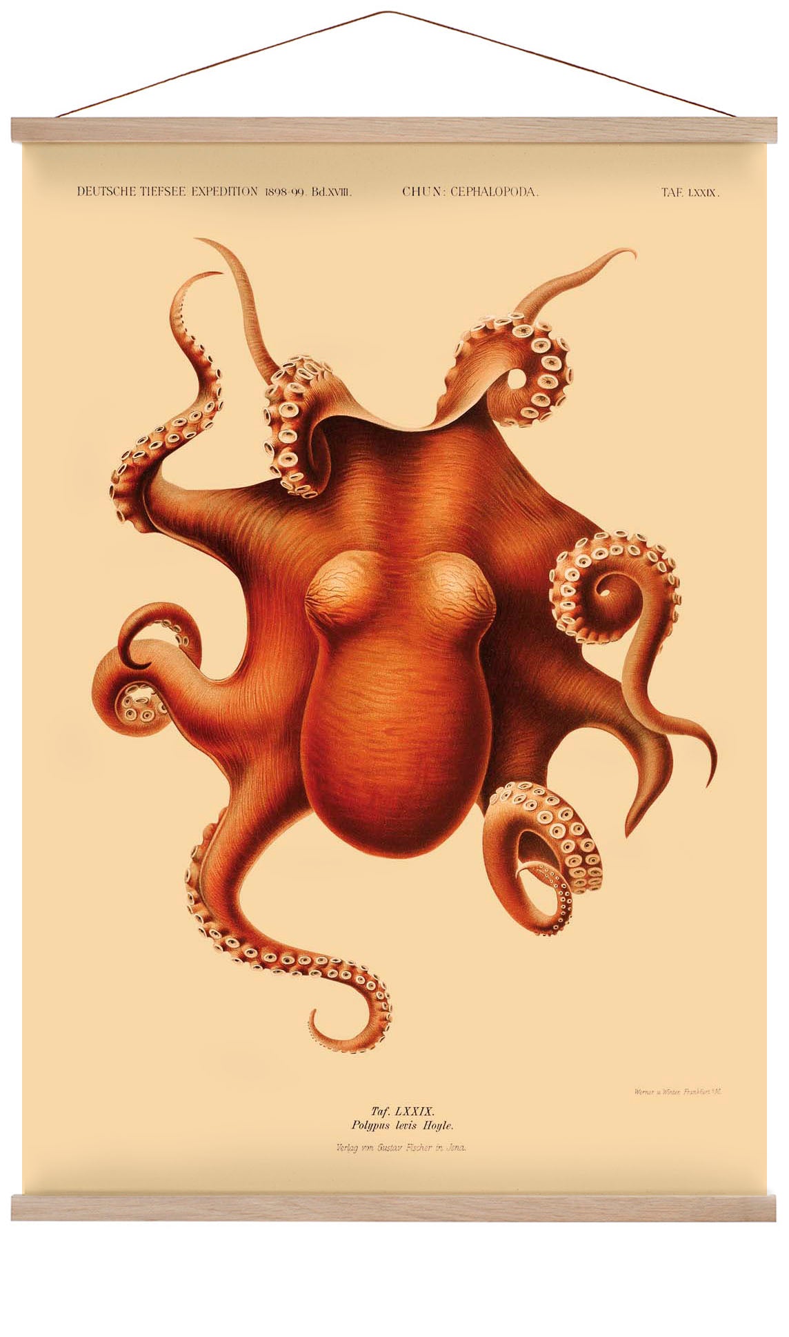 Octopus polypus