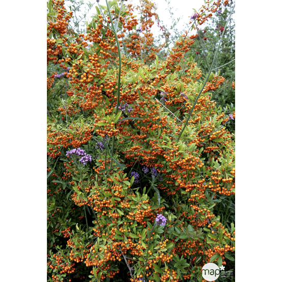 Pyracantha coccinea Saphyr Orange® 'Cadange' c.o.v.: H100/125cm ctr 7L