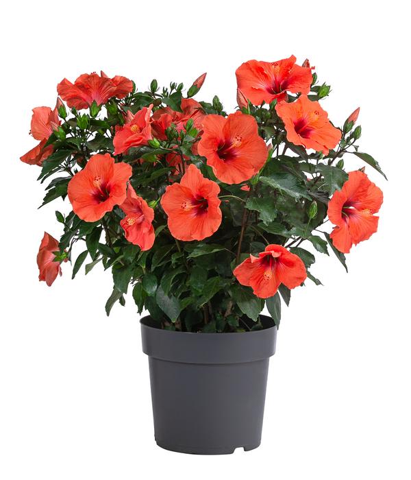 Zimmerhibiskus - Hibiscus rosa-sinensis,