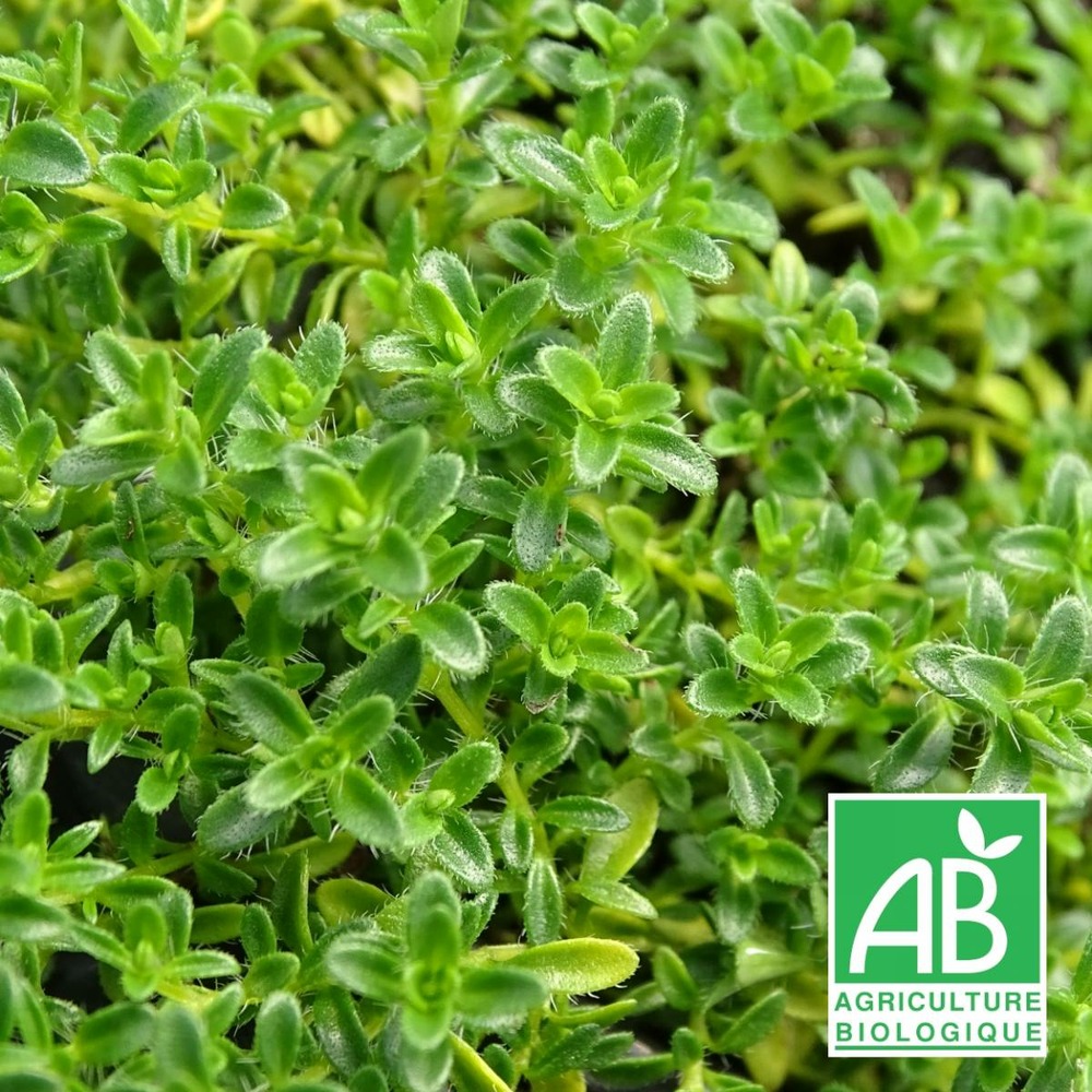 Thym serpolet serpyllum blanc bio/thymus serpyllum var. Albus[-]lot de 5 godets