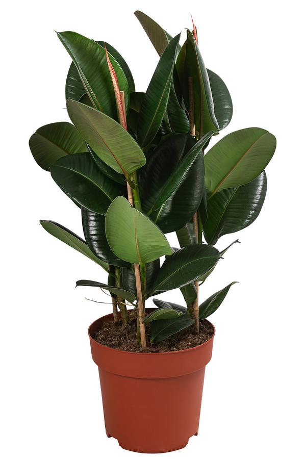 Gummibaum - Ficus elastica 'Robusta'