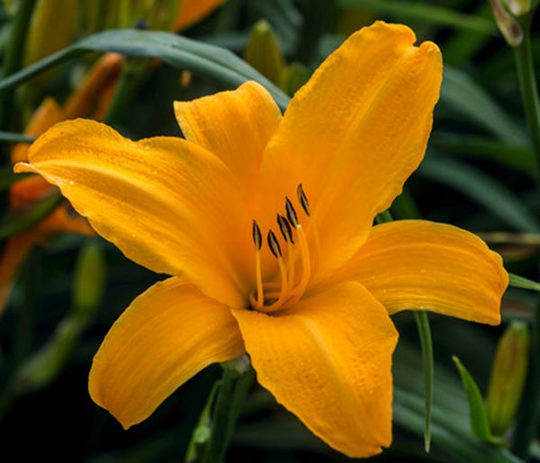 Bio Taglilie 'Stella d'Oro'