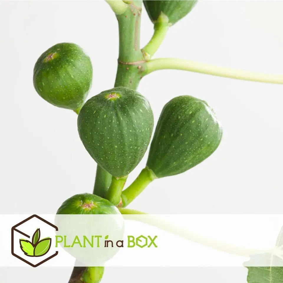 Vijgenboom - Set van 2 - Ficus Carica - Hoogte 70-90cm - ⌀21cm