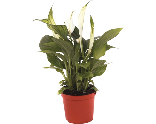 Vredeslelie FloraSelf Spathiphyllum wallisii H 20-25 cm Ø 7 cm pot