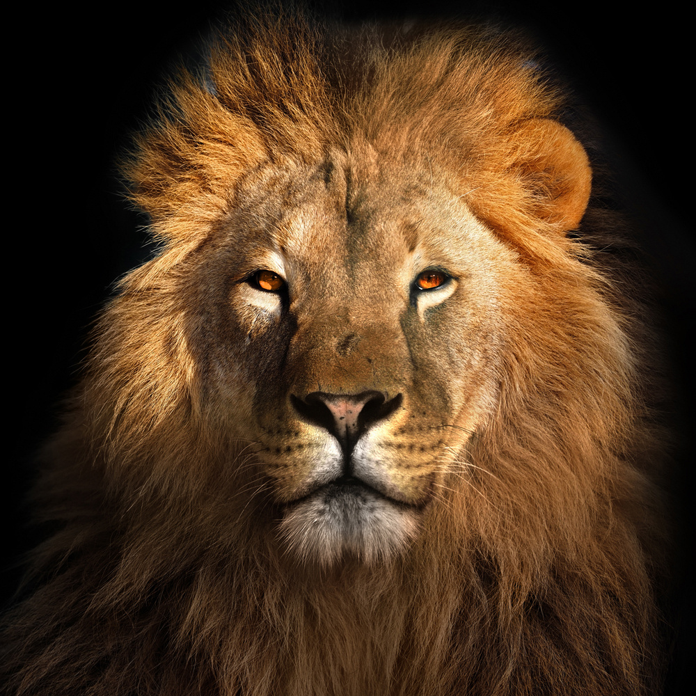 Akustikbild KÖNIG DER LÖWEN 80x80cm, 5kg