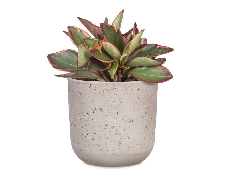 scheurich Blumentopf Basalto 12.9 cm, Grau Übertopf