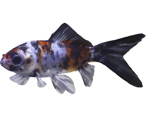 Vis China Shubunkin - Carassius auratus