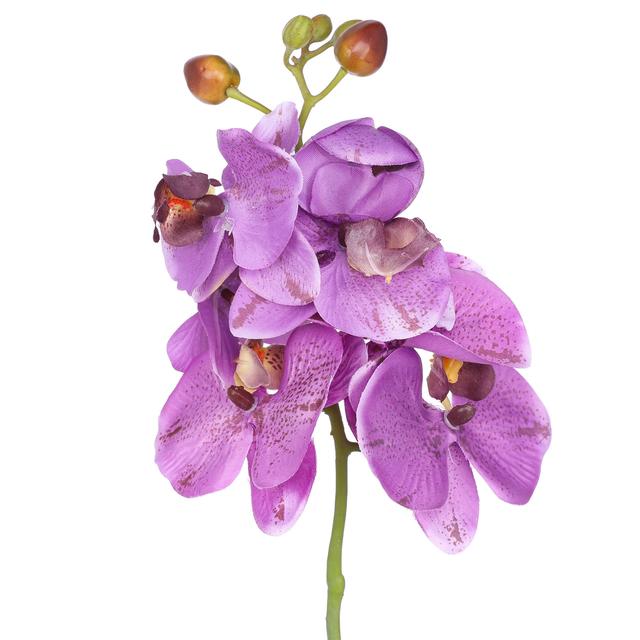 Orchidee Phalaenopsis im weißen Keramiktopf, 40 cm