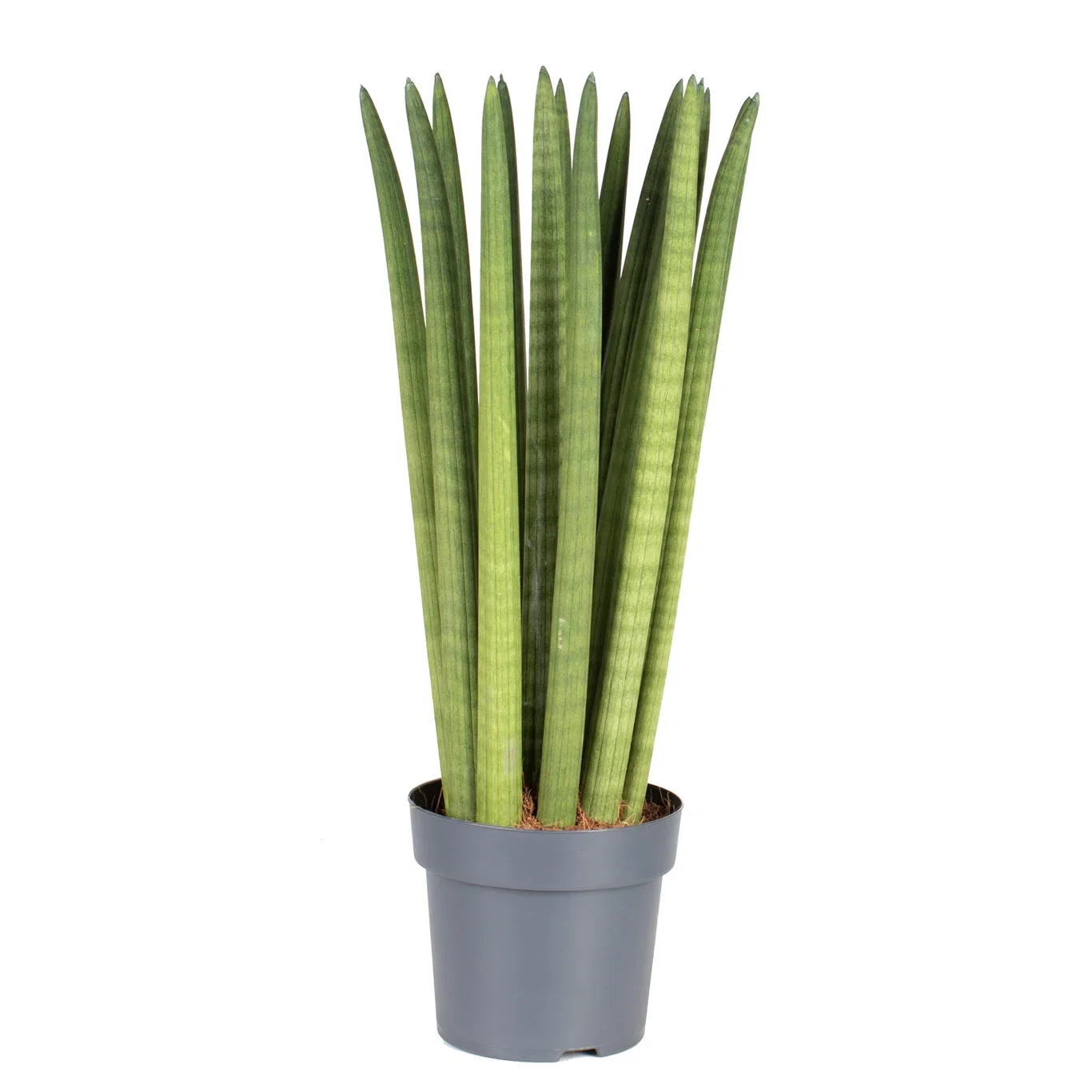Sansevieria cylindrica Bajonettplante Høyde 40-50 cm