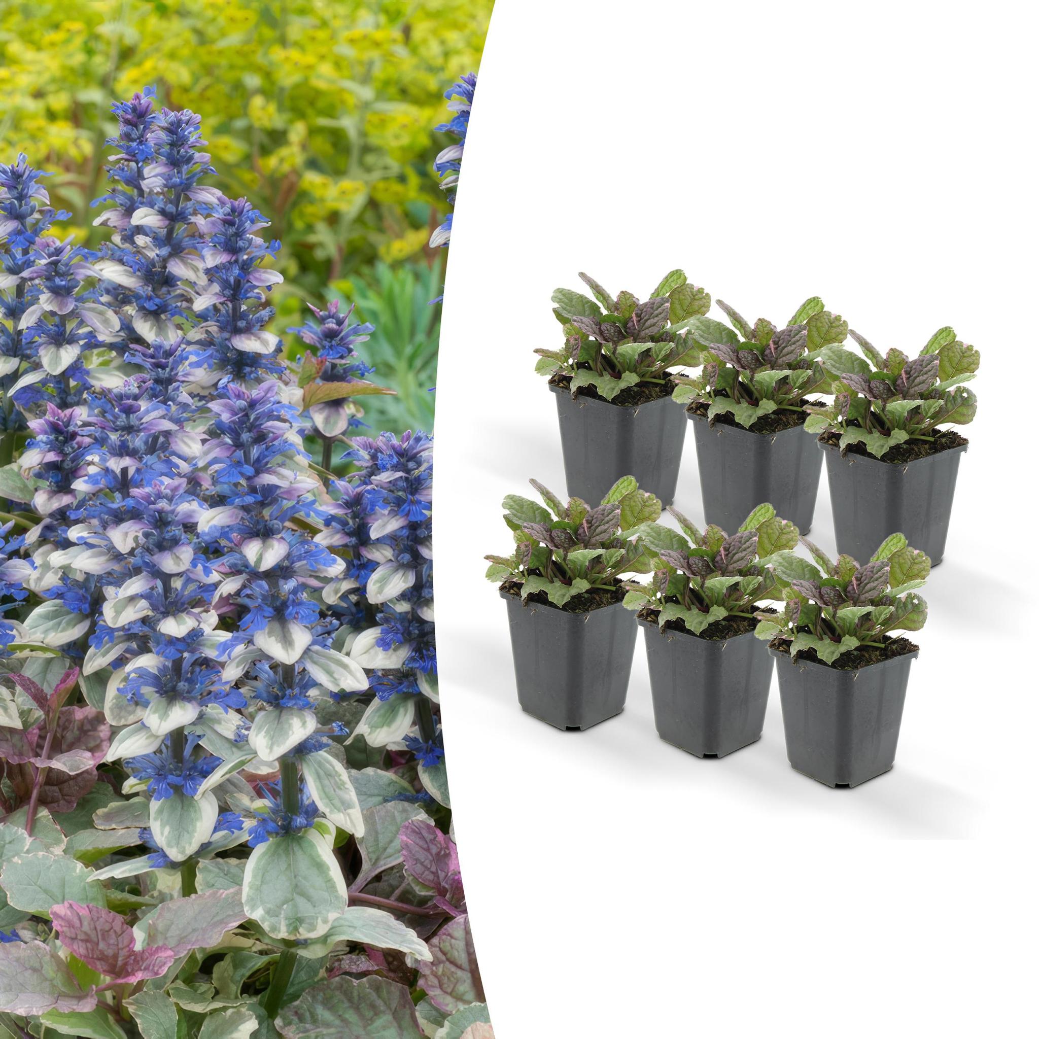 Ajuga reptans 'burgundy glow' - lot de 6