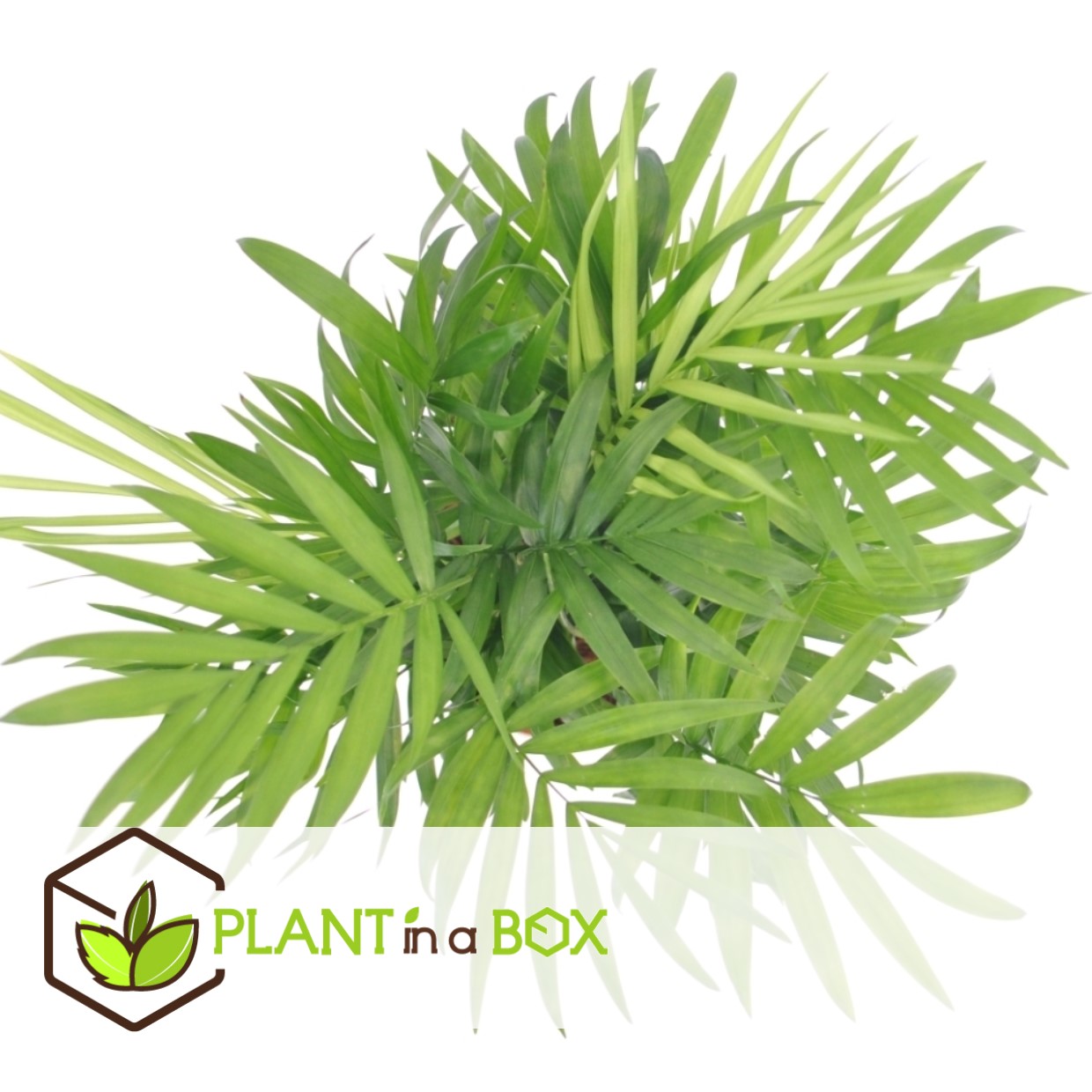 Chamaedorea elegans - set de 2 - palma - maceta de 20cm - altura de 80-90cm