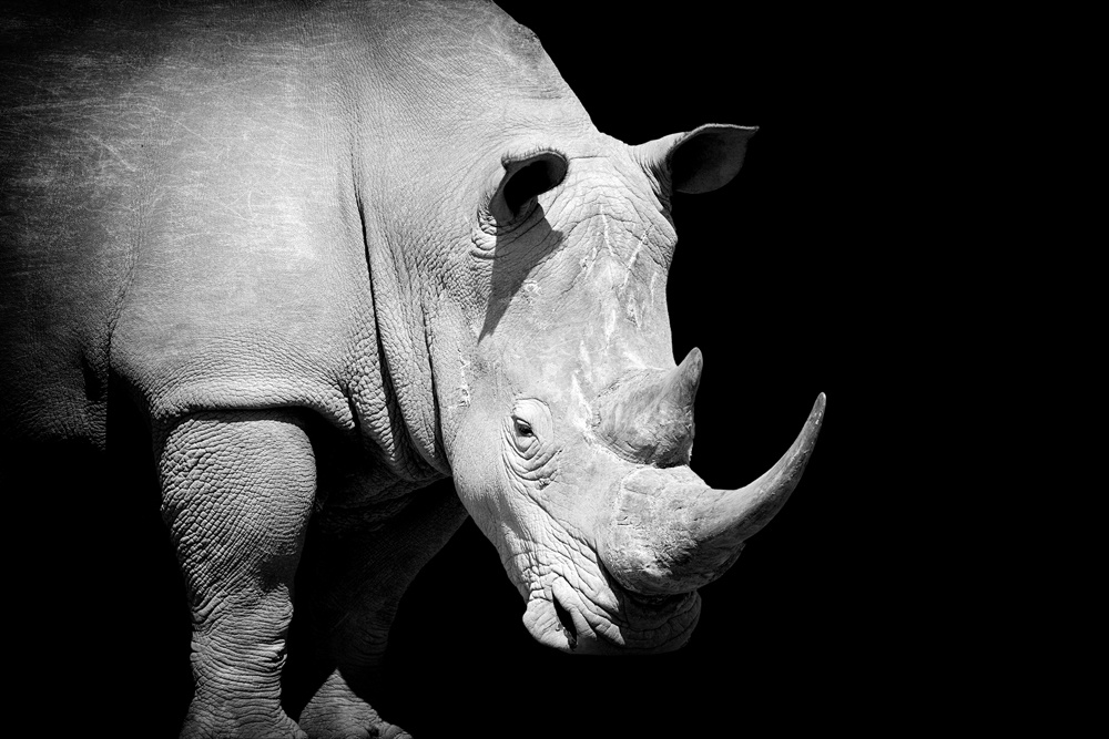 Akustikbild NASHORN 80x120cm, 7kg